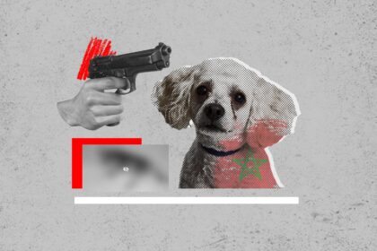 مذبحة الكلاب بالمغرب.. تنظيف شوارع تحول إلى فضيحة قبل كأس العالم 2030