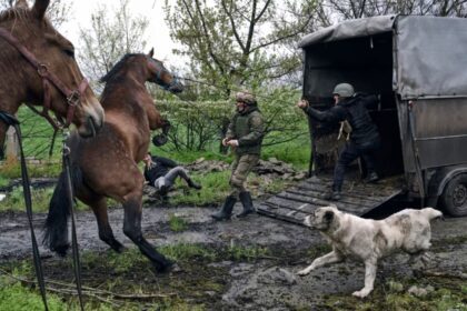 الخيول والحمير.. روسيا تواجه الدرونز بسلاح غير متوقع