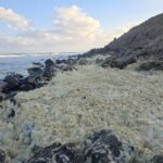 رغوة صفراء غامضة تجتاح شواطئ أستراليا.. ظاهرة طبيعية أم كارثة بيئية؟ - برفيلكس - brieflex