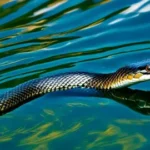  - برفيلكس - brieflex