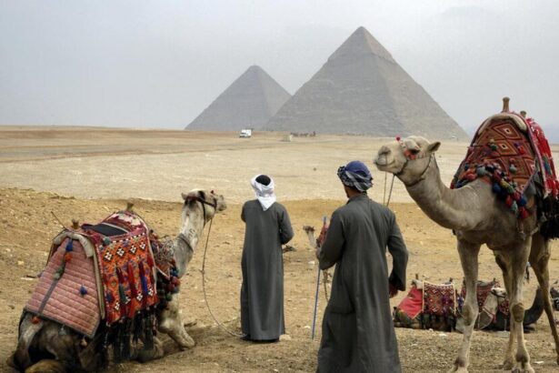  - برفيلكس - brieflex