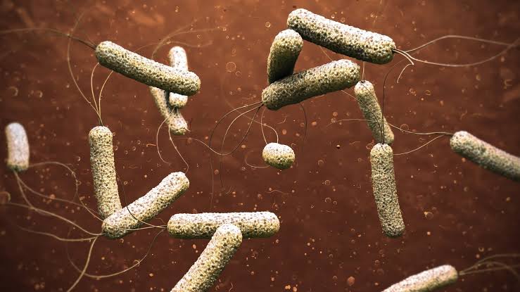  - برفيلكس - brieflex