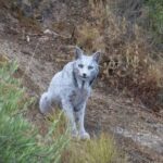  - برفيلكس - brieflex