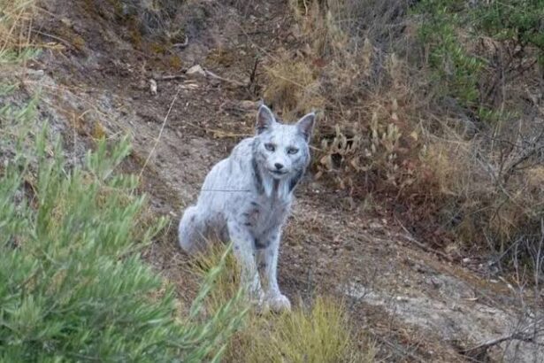  - برفيلكس - brieflex