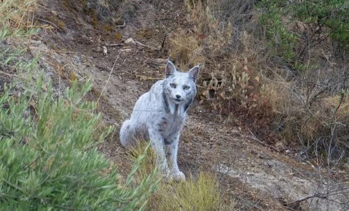  - برفيلكس - brieflex