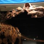  - برفيلكس - brieflex