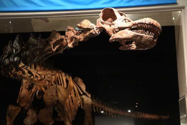  - برفيلكس - brieflex