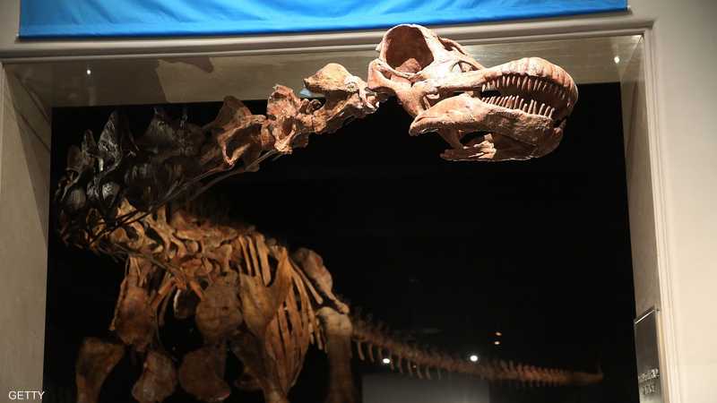  - برفيلكس - brieflex