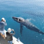  - برفيلكس - brieflex