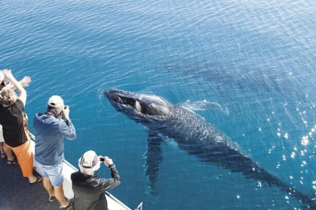  - برفيلكس - brieflex