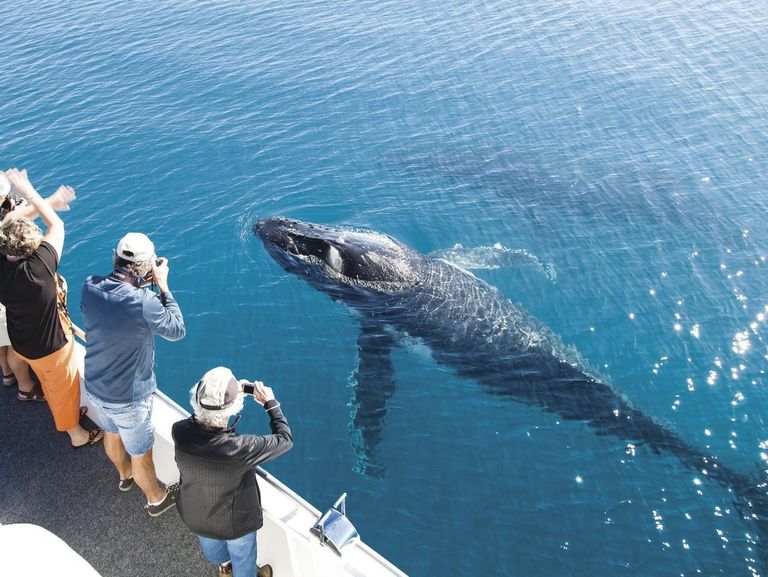  - برفيلكس - brieflex